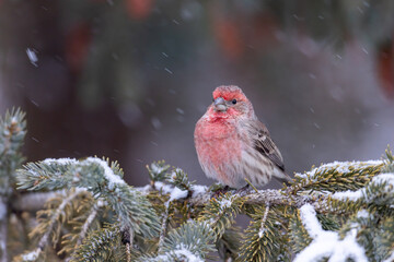 House Finch taken in southern MN