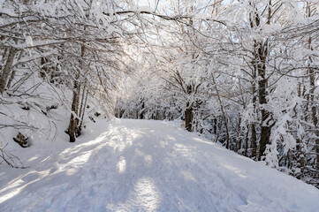 Lo foresta innevata in Appennino