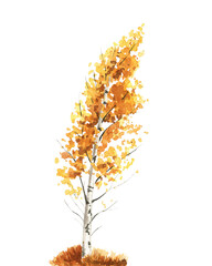 Slender autumn birch with yellow and orange foliage on a white background