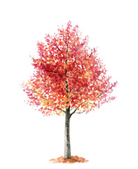 Autumn young slender maple with bright red-orange foliage on a white background
