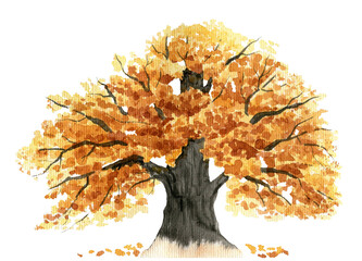 Large autumn oak tree with orange and yellow foliage on a white background 