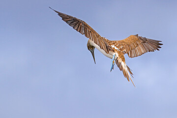 A Blue-footed Booby hovvering in a search for a meal along the coastline of  Santa Cruz Island at Cerro Dragon, in the Galapagos Islands.