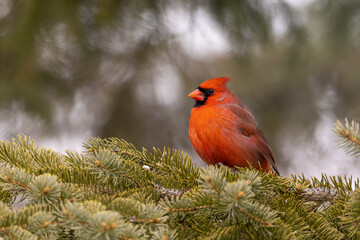 Northern Cardinal male taken in southern MN