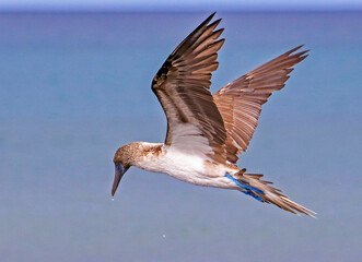 A Blue-footed Booby searching for fish along the coastline of  Santa Cruz Island at Cerro Dragon, in the Galapagos Islands.