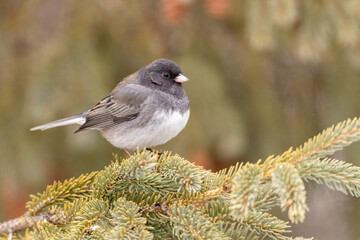 Dark-eyed Junco male taken in southern MN