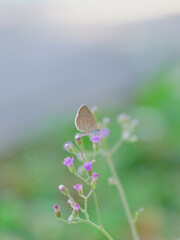Butterfly on flower in nature spring.