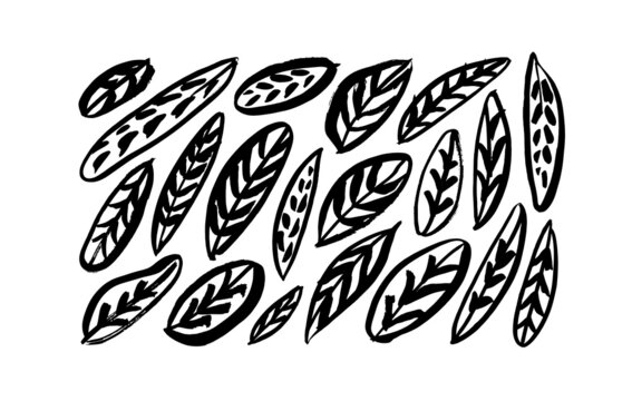 Black paint brush leaves vector collection. Set of black silhouettes leaves with bold veins. Hand drawn eucalyptus foliage, herbs, exotic plants. Vector ink elements isolated on white background.