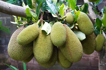 The jackfruit (Artocarpus heterophyllus), also known as jack tree, is a species of tree in the fig,...