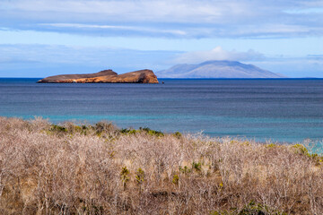 Pega Pega trees on with Santa Cruz with Rabida Island in the distance. - Galapagos Islands.