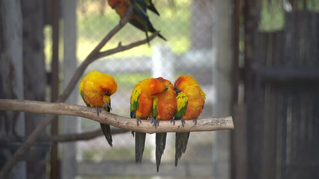 lovebirds little cute parrots with short tail making happy noisy high tone beaks in the cage at the zoo