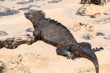 A Marine Iguana soaks up the sun on the beach of Las Bachas on Santa Cruz in the Galapagos.