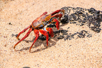 An adult Sally Lightfoot Crab scuttles across the rocks on the beach of Las Bachas on Santa Cruz in...