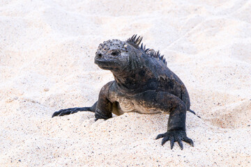 A Marine Iguana soaks up the sun on the beach of Las Bachas on Santa Cruz in the Galapagos.