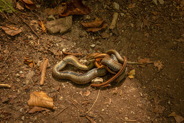 A smooth snake (Coronella austriaca) eating a slow worm (Anguis fragilis), Plitvice Lakes National Park, Croatia.