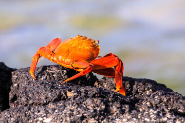 An Sally Lightfoot Crab scuttles across the rocks on the beach of Las Bachas on Santa Cruz in the...