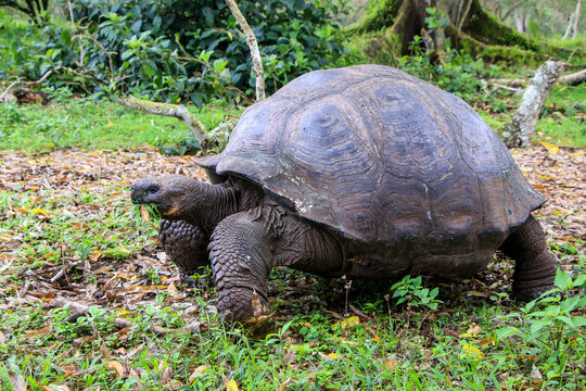 A Galapagos Giant Tortoise make his way slowly across the highlands of Santa Cruz in the Galapagos Islands.