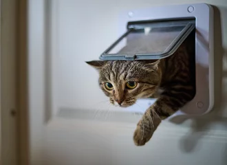 Foto auf Alu-Dibond A mongrel cat pass through the pet door © antonivano
