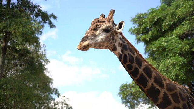 Head africa giraffe in a wildlife park, zoo safari