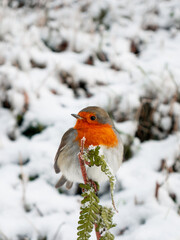 A robin in snow, sitting on a branch