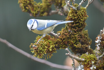 Blaumeise auf Ast