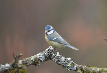 Blaumeise auf Ast