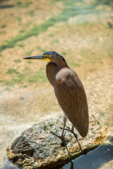 A Bare Throated Tiger Heron in the grounds of our hotel in Mexico