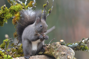 Eichhörnchen auf Wurzel