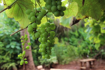 grape tree