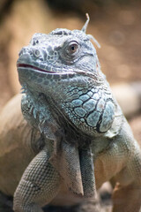 Leguan