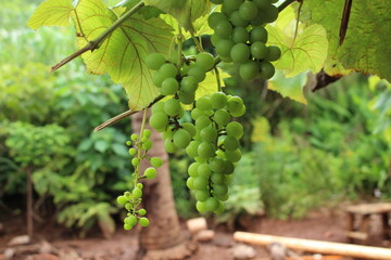 grape tree