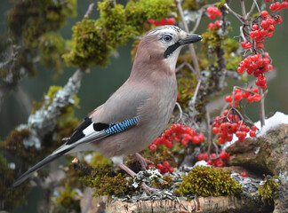 Eichelhäher auf  Wurzel