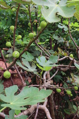 fig tree