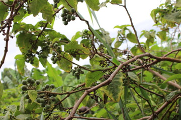 Jurubeba tree, a plant native to Brazil