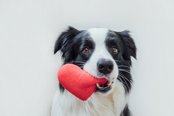 St. Valentine's Day concept. Funny portrait cute puppy dog border collie holding red heart in mouth...