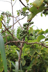 Jurubeba tree, a plant native to Brazil