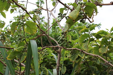 Jurubeba tree, a plant native to Brazil