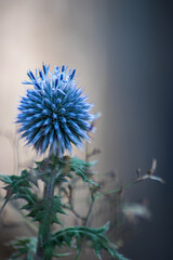 Distel