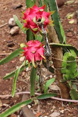 Pitaya fruit tree.