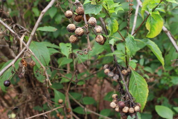 Jurubeba tree, a plant native to Brazil