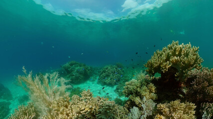 Naklejka na ściany i meble Coral garden seascape. Colourful tropical coral. Philippines.
