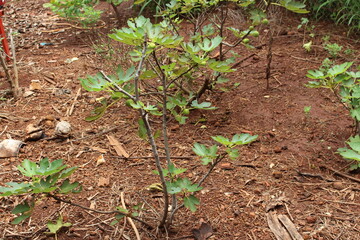 fig tree