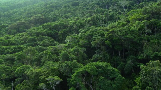 Aerial view of lush rainforest and jungle landscape, ecology, environment and conservation concept, nature background.