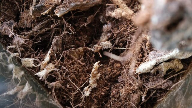 Known as Butod locally, Sago Grub or Sago Worm is a delicacy, as well as the most exotic food of Sabah.
