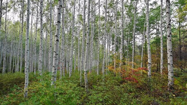 Birch forest in autumn at national park