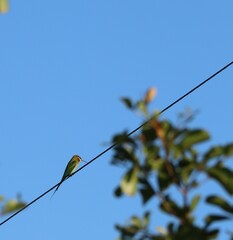 blue tail bee eater on power supply cable