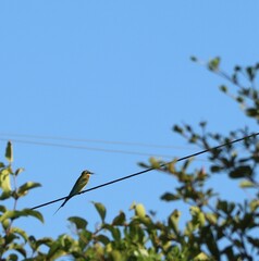 blue tail bee eater on power supply cable