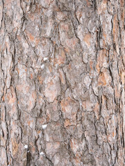 Old wood pine bark texture or background.