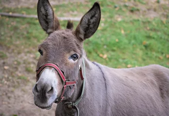 Foto auf Alu-Dibond Close up of a donkey in the meadow © Martina
