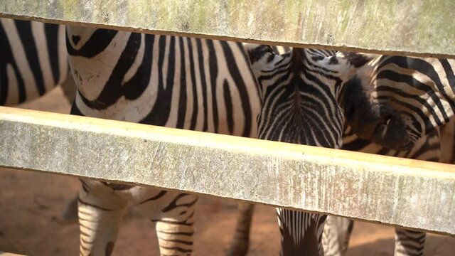 africa zebra black and white at the zoo. Close up head zebra in zoo