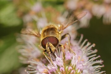 hoverfly on a flower head detail